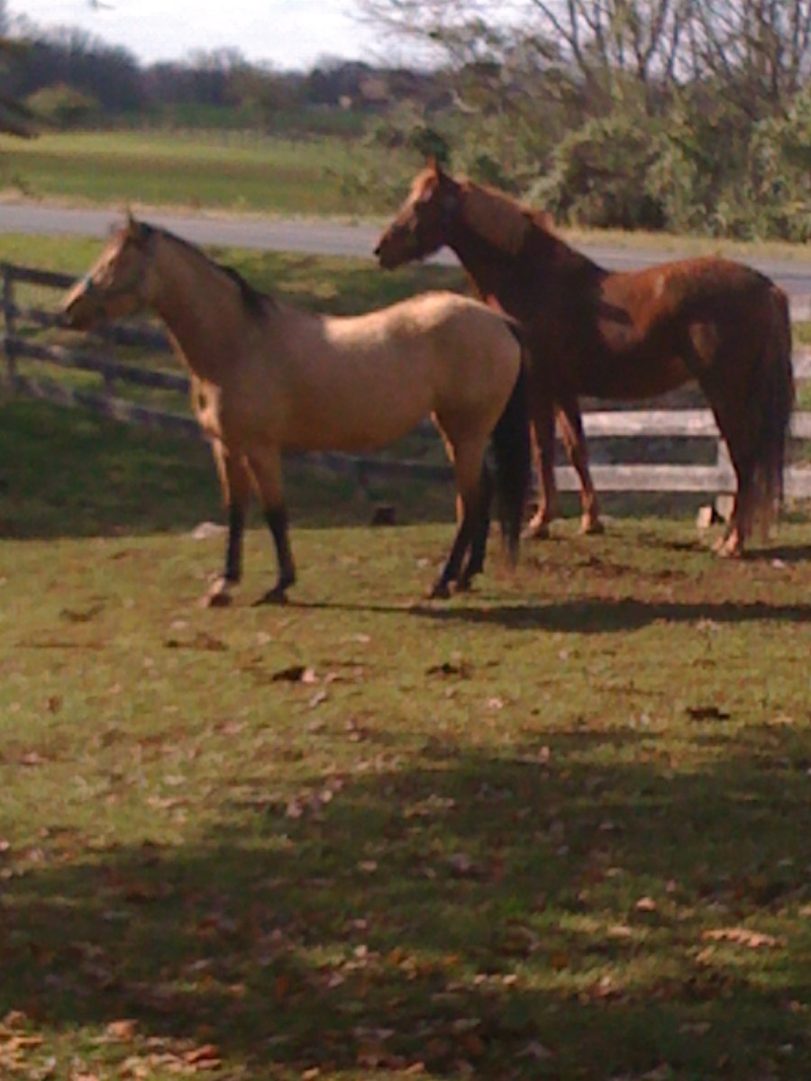 Watching the neighbors!