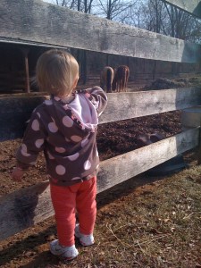 Ch looking at the horses