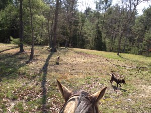 riding with dogs