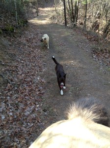 Dandy and Whoopie, & HH's rump