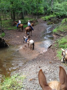 Jedi pawing in the water.