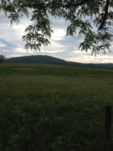 It was a day "made to order" at Sky Meadows State Park.