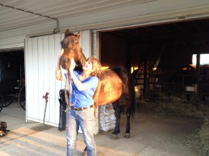 Mr. K led the sleek black horse from the stall.