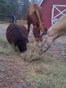 The 'bigs' and the 'littles.'