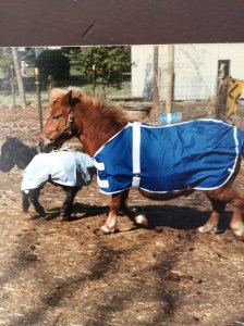 This is Crimson and her foal, BR (Boomerang).  This author is now the proud owner of BR, who is now a great little senior citizen of 26 years old.