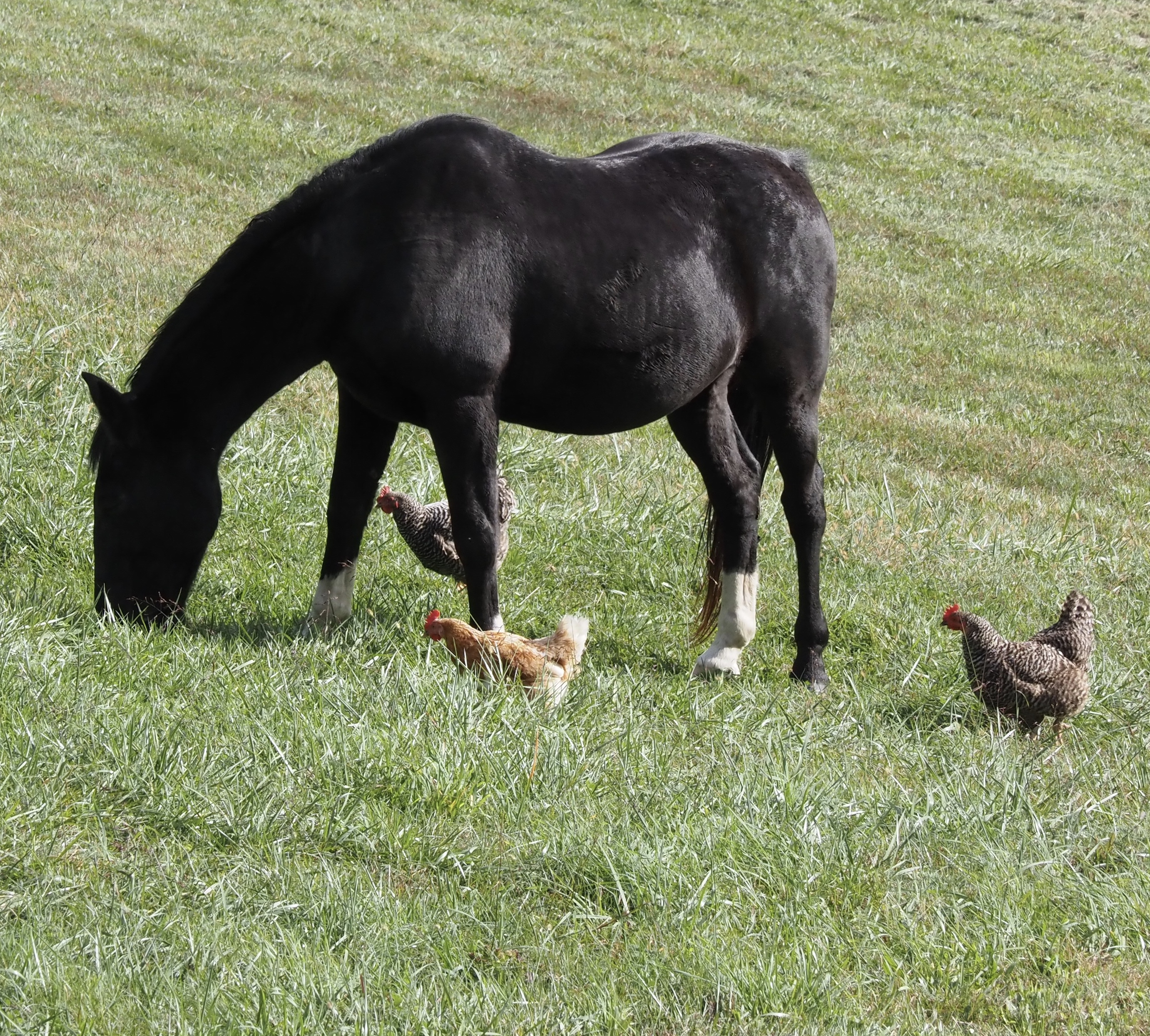 Faster than You May Think—Ask the Chickens | one_local_gal